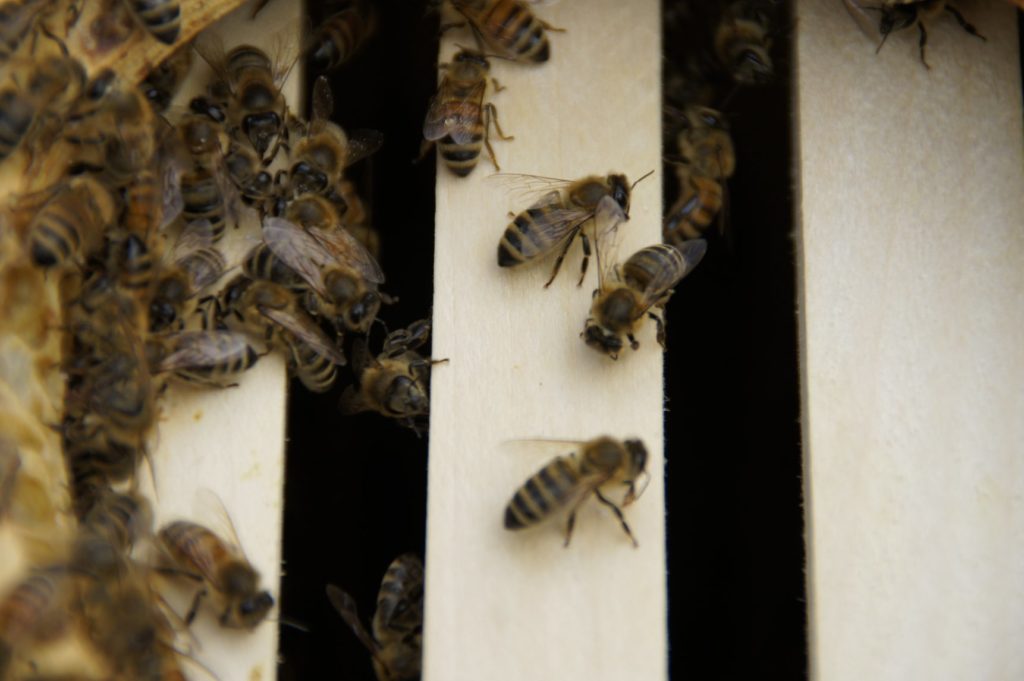 Die Bienen von Seitwerk, Foto: Barbara Zerhoch